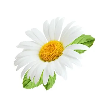 Chamomile flower with mint leaves composition isolated on white background Stock Photos
