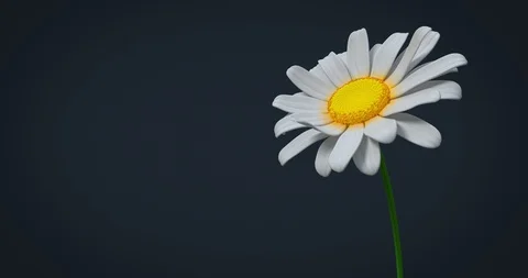 Chamomile flower opens in closeup with alpha channel, 3D animation Stock Footage 122075601