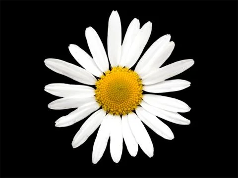 Chamomile flower Stock Photos