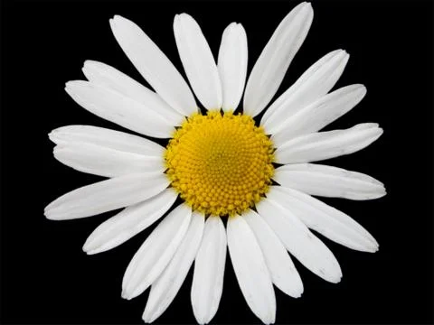 Chamomile flower Stock Photos