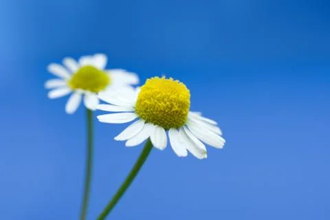 Chamomile flower Stock Photos