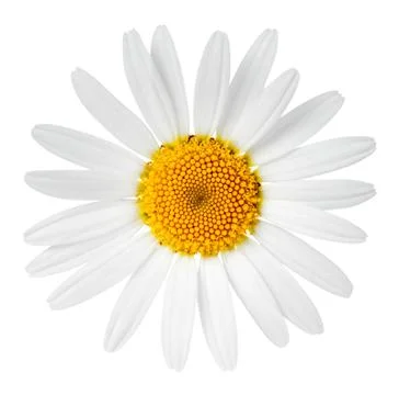 Chamomile flower Stock Photos