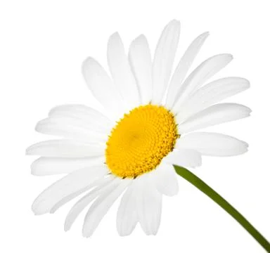 Chamomile flower Stock Photos