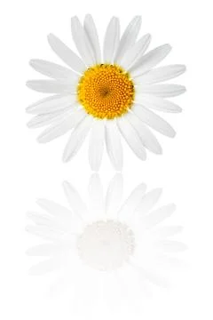 Chamomile flower Stock Photos