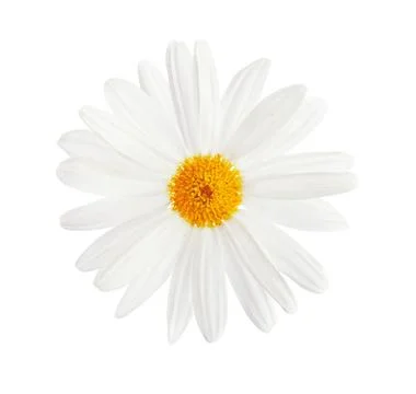 Chamomile flower Stock Photos