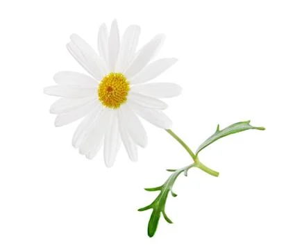 Chamomile flower Stock Photos