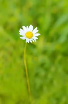 Chamomile flower Stock Photos