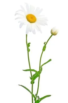Chamomile flower Foto stock