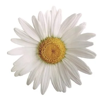 Chamomile flower Stock Photos