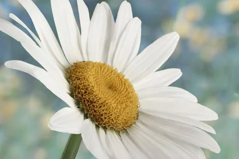 Chamomile flower Stock Photos