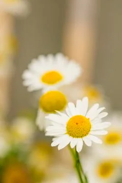 Chamomile, flower Stock Photos