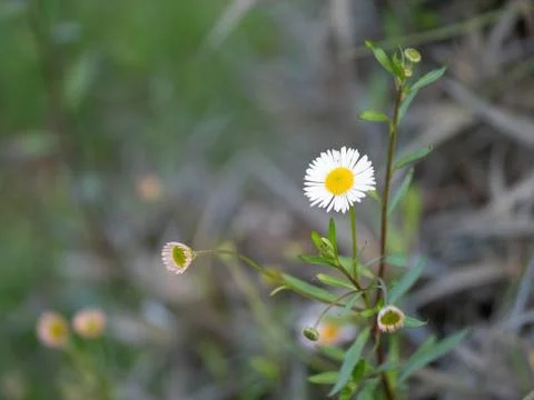 Chamomile flower Stock Photos