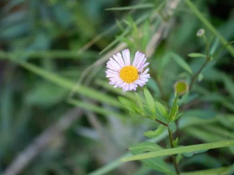Chamomile Flower Stock Photos