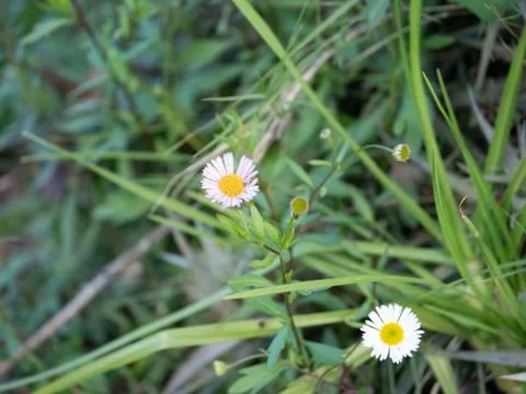 Chamomile Flower Stock Photos
