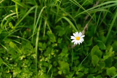 Chamomile flower Stock Photos