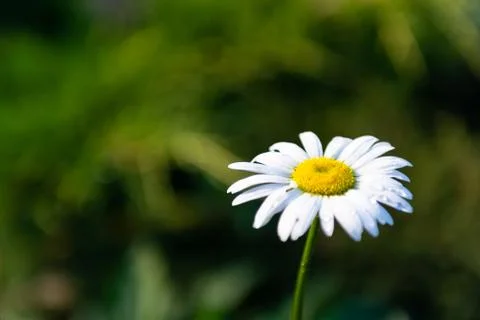 Chamomile flower Stock Photos