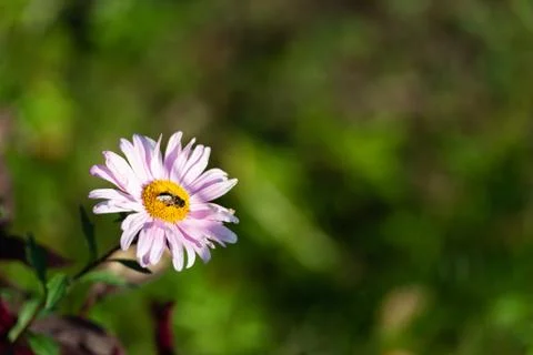 Chamomile flower Stock Photos