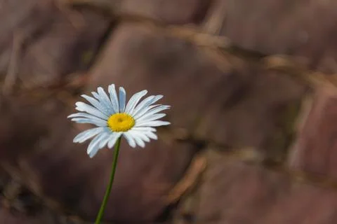 Chamomile flower Stock Photos