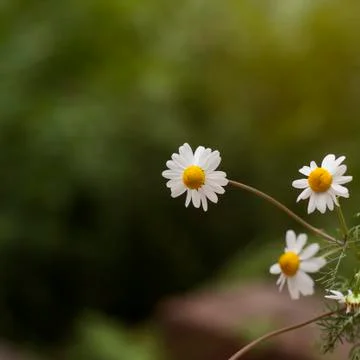 Chamomile flower Stock Photos