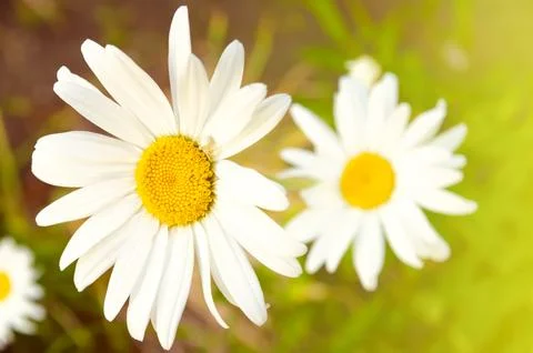 Chamomile flower Stock Photos