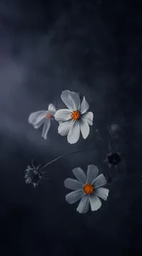 Chamomile flower Stock Photos