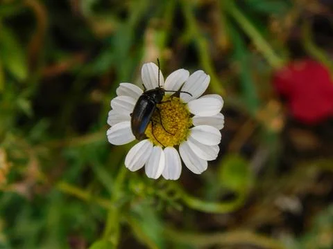 Chamomile flower with a pollinator bug Stock Photos