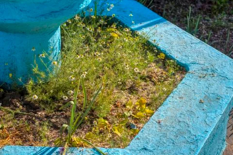 Chamomile in flower pot Stock Photos