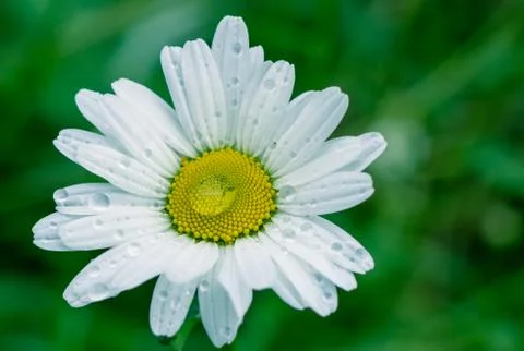 Chamomile Flower in the rain Close-Up Stock Photos