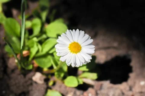 Chamomile flower in a ray of light Foto stock