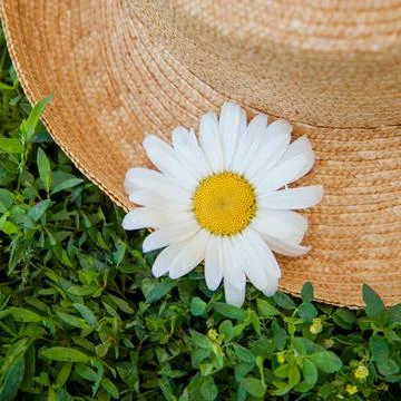Chamomile flower on a straw hat in the grass Stock Photos