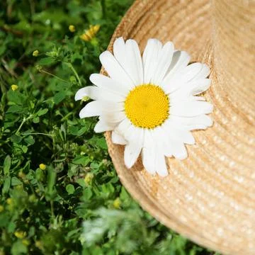 Chamomile flower on a straw hat in the grass Stock Photos