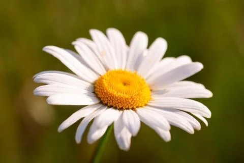 Chamomile flower under sunlight, close up shot Stock Photos