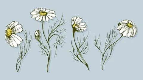 Chamomile flower vector clip art Stock Illustration