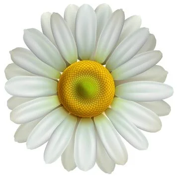 Chamomile flower, vector Eps10 illustration Chamomile flower isolated on w... Stock Photos