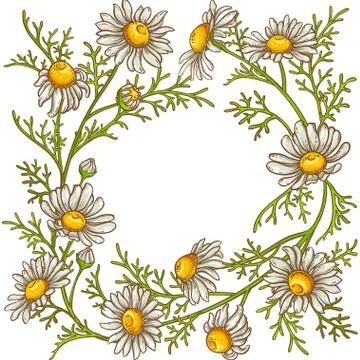 Chamomile flower vector frame Stock Illustration