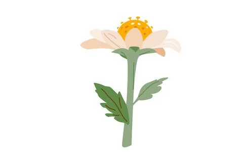 Chamomile flower vector illustration. Spring daisy graphic design. Blossom Stock Illustration