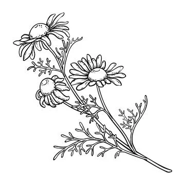 Chamomile flower vector isolated Stock Illustration