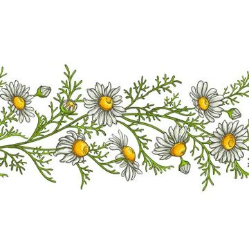 Chamomile flower vector pattern 스톡 일러스트