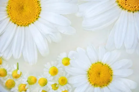 Chamomile flower on the water surface, background Stock Photos