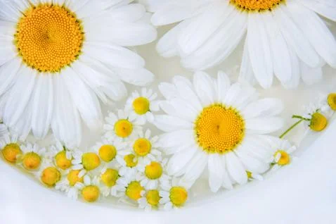 Chamomile flower on the water surface, background Stock Photos