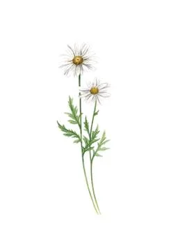 Chamomile flower watercolor Stock Illustration