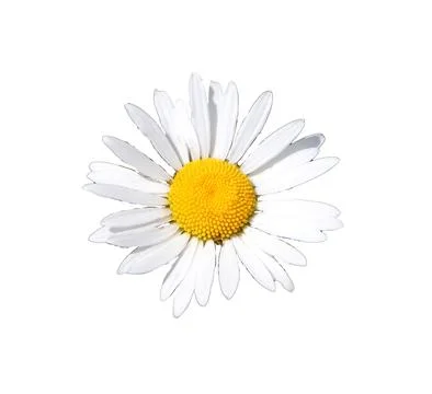 Chamomile flower on white background - isolate for packaging design, postca.. 写真素材