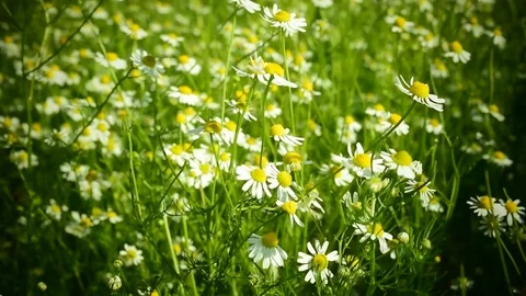 Chamomile flowers and bee Stock Footage 76474394