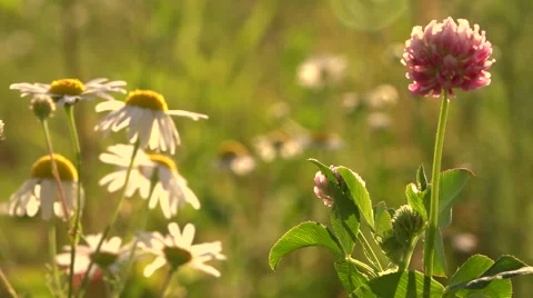 Chamomile flowers and clover Video stock 53769776