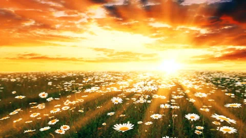 Chamomile flowers and sunset background Stock Footage 133431444