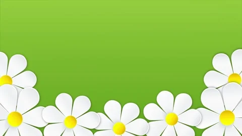 Chamomile flowers animation on green background Stock Footage 308095874