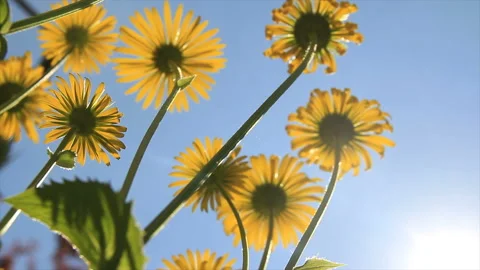 Chamomile flowers at backdrop of blue sky Stock Footage 148436787