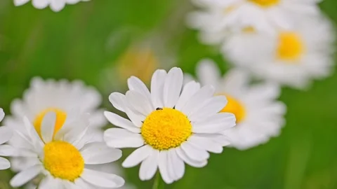 Chamomile flowers on a background of green grass swaying in the wind Stock Footage 243649047