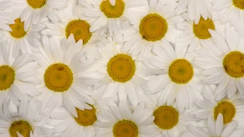 Chamomile flowers background. Loop motion. Side view. Rotation 360. Stock Footage 160506485