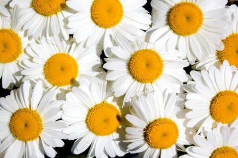 Chamomile flowers background Stock Photos